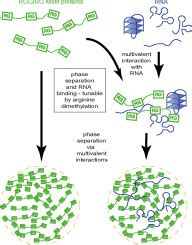 RGG RG Motif Regions In RNA Binding And Phase Separation Journal Of