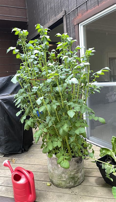 Potatoes On The Vine R Gardening