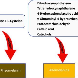 Biochemical reactions that lead to the synthesis of eumelanin ...