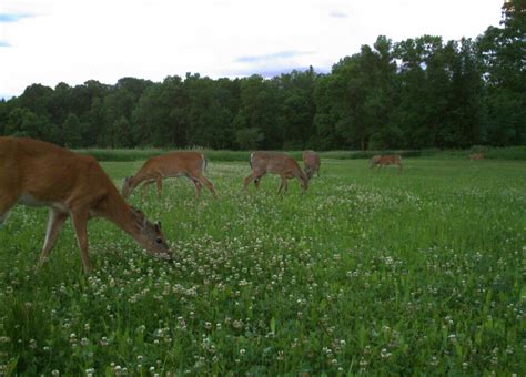 Clover Food Plots North Vs South Mossy Oak Gamekeeper