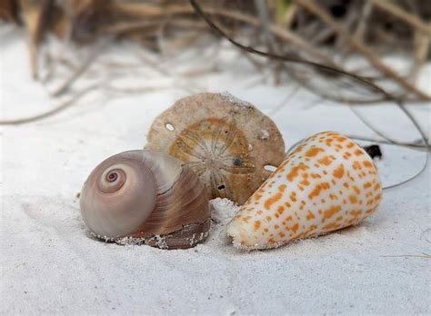 Pin By Sandi Williams On Shells Sand Beach Finds Shells Beach