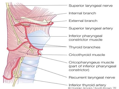 Laryngeal paralysis