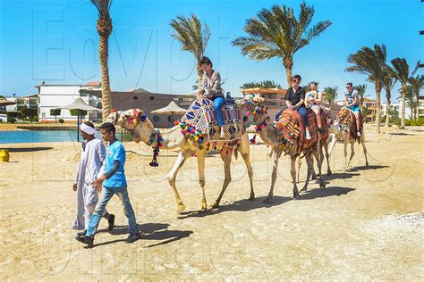 Camel Ride Tour Makadi Bay Egypt Excursions Online