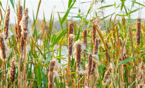 Cattails Along Waterway Stock Photo Image Of Punks Bullrush 13080904