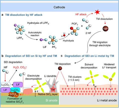 Schematic Illustration Of A Lipf Hydrolysis And Hf Triggered