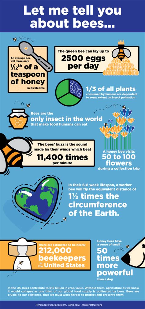 Honey Bee Infographic Design Website And Print Design Austin Tx