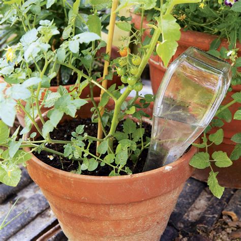 C Mo Regar Las Plantas En Vacaciones Y Ahorrar Agua En Verano Con El