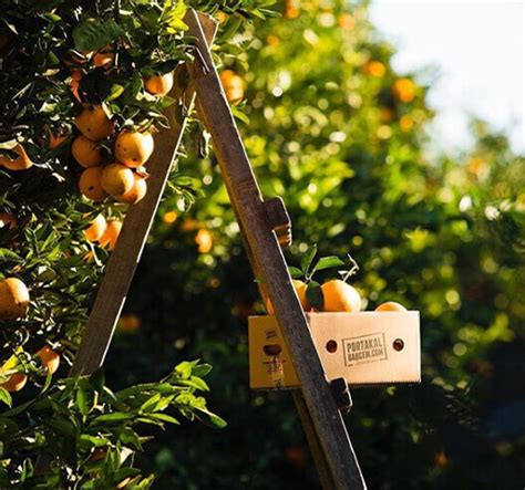 Kaffir Lime Yaprağı 50 Gr Finike Portakalı PortakalBahcem comdan