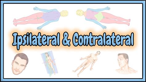 22. Ipsilateral & Contralateral Terms || 2D Animation - YouTube