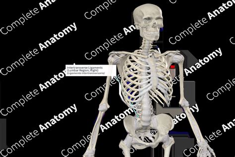 Intertransverse Ligaments (Lumbar Region; Left) | Complete Anatomy