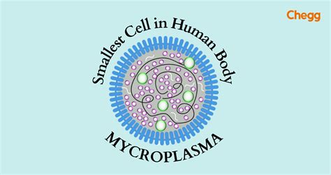 The Smallest Cell in Human Body: Crucial Role of Sperm Cell