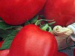 Сорта томатов для Краснодарского края с описанием, характеристикой и ...