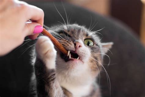 The 10 Best Cat Treats to Buy in 2022 - PetMag