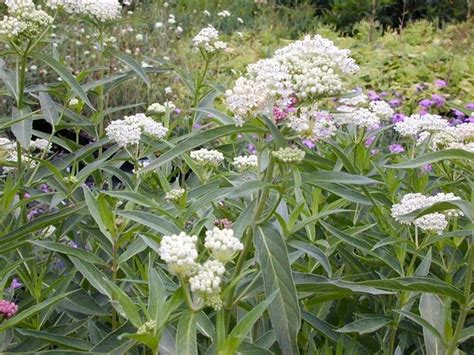 Asclepias Inc Ice Ballet Swamp Milkweed From Babikow Wholesale Nursery