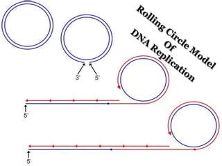 Rolling Circle Model of DNA Replication | PPT