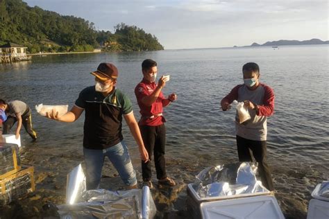 KKP Lepasliarkan 134 990 Benih Lobster Di Sumatera Barat ANTARA News