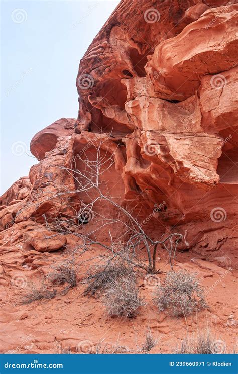 Portrait Of Chiseled Flank Of Red Rock Valley Of Fire Nevada Usa