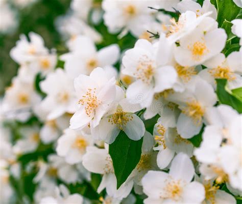 Jasmine blooming stock image. Image of freshness, botany - 42970455