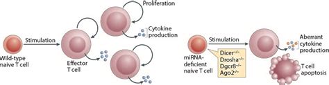 MicroRNA regulation of helper T cell differentiation and immune ...