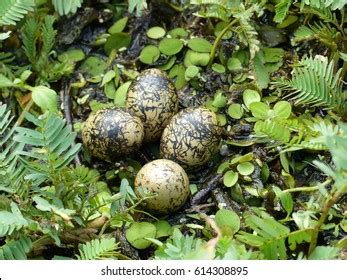 Nest 4 Eggs Wattled Jacana Jacana Stock Photo 614308916 | Shutterstock