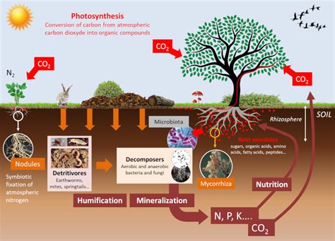 Soil Life Cycle