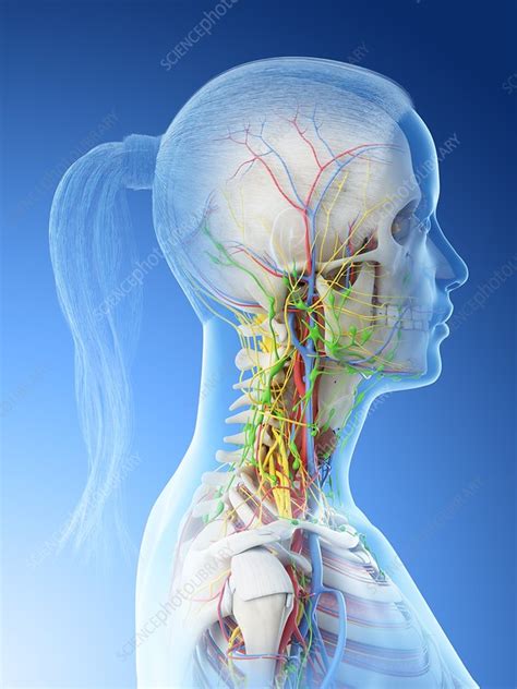 Female Neck Anatomy Illustration Stock Image F026 5732 Science Photo Library