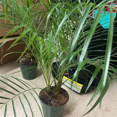 Should I Repot My Pygmy Date Palm And If So How