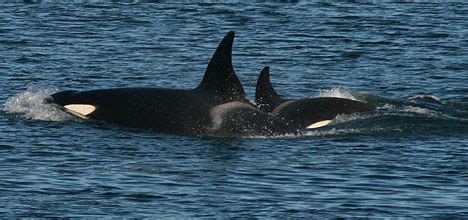 Sunlive Orca Spotted Near Leisure Island The Bay S News First