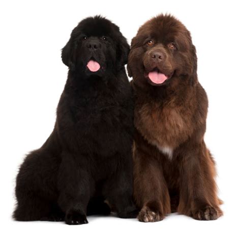 Newfoundland Dog Stock Photos Pictures And Royalty Free Images Istock