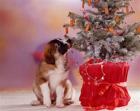 Wissen über Haustiere Weihnachtsgeschenke für Haustiere