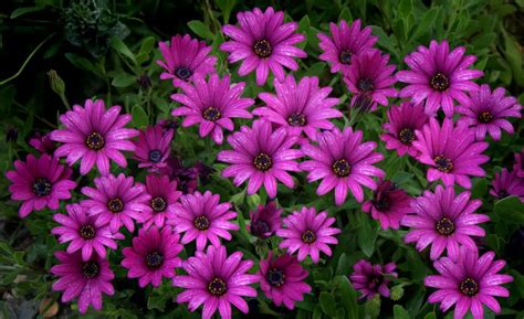 Osteospermum African Daisy A To Z Flowers