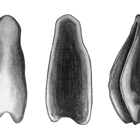 Dorsal A Ventral B And Lateral C Views Of The Baculum Of Myotis Download Scientific