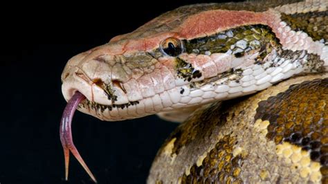 "Super Snakes" Pose Threat To Florida Everglades - Mandatory