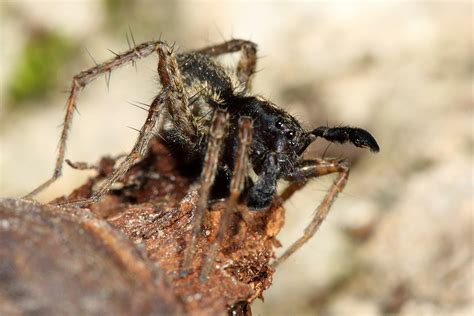 Wolf Spider Mating Dance Wolf Spider Pardosa Amentata A Flickr