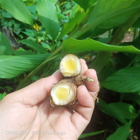 Jual Kunyit Mangga Temu Mangga Segar Langsung Dari Kebun Shopee