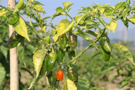 Naga Chilli is a favorite dish of Bengalis 22696203 Stock Photo at Vecteezy