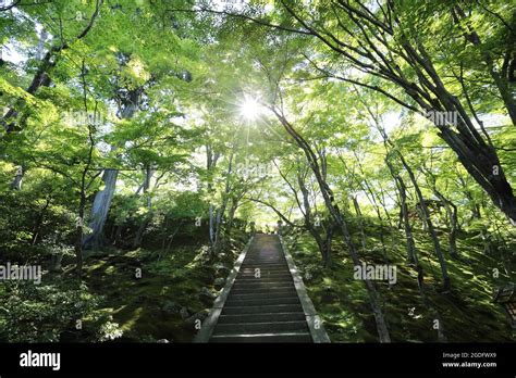 Japanese walkway in green Garden trees Stock Photo - Alamy