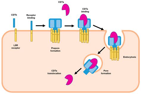 Clostridium Difficile Toxin