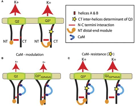 Frontiers Regions Of KCNQ K Channels Controlling Functional Expression