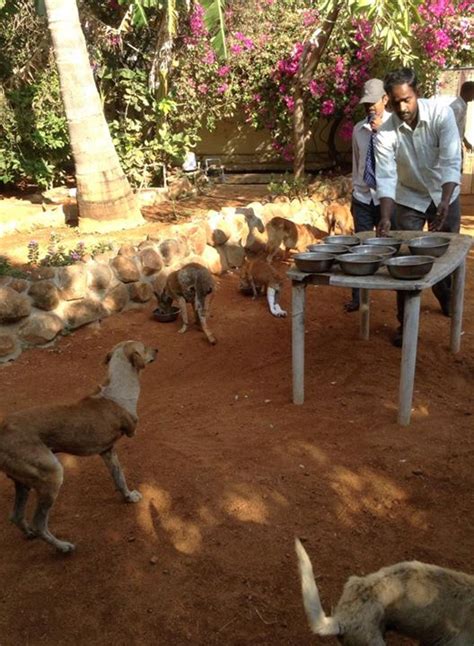 Dog Feeding Time By Vj Supera Karuna Society For Animals And Nature