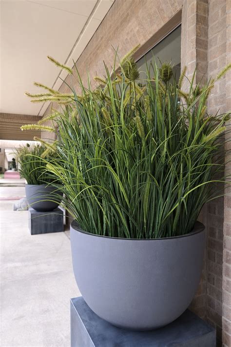 Tall Outdoor Potted Plants For Privacy Myplant