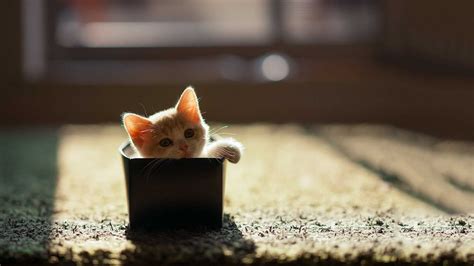 Desktop Cat Wallpaper - KoLPaPer - Awesome Free HD Wallpapers