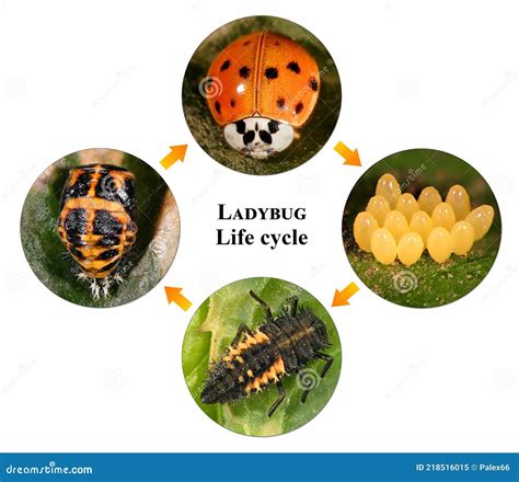 Stages Of The Ladybug Life Cycle | Pupa Stock Photo | CartoonDealer.com ...