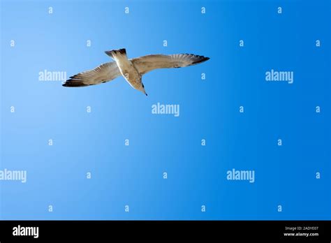 White Seagull Flight Solo In Bright Clear Blue Sky Stock Photo Alamy