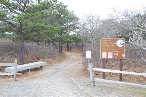 Immerse Yourself In The Enchanting Atlantic White Cedar Swamp Trail At