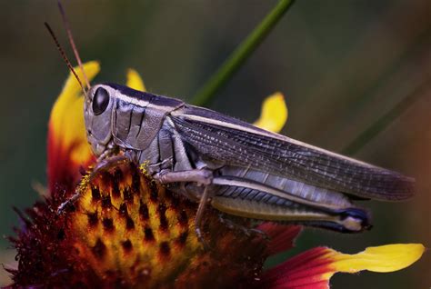 Grasshopper Portrait This Was A Photo I Took During My Las Flickr