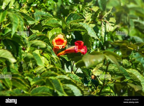 Red Flowers Of Campsis Grandiflora Along The Street In Blossoming