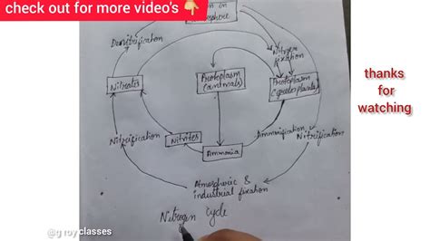 Nitrogen Plant Flow Diagram Nitrogen Cycle Steps Of Nitroge