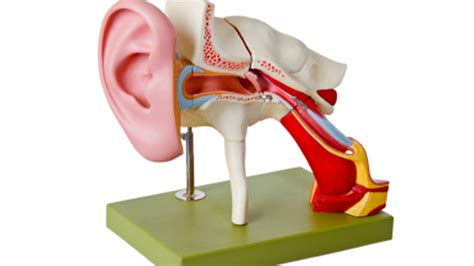 Types of Surgery for Hearing Loss | Health Choices First