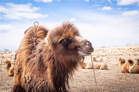 Mongolija Zlatni Krug I Naadam Festival Perzepolis Putovanja